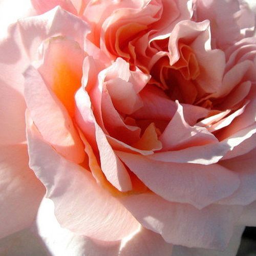 Online rózsa vásárlás - Rózsaszín - nosztalgia rózsa - diszkrét illatú rózsa - Rosa Versigny™ - Dominique Massad - Nevét a Château de Versigny-ban megrendezésre kerülő rózsabarátok találkozójának helyszíne után kapta.